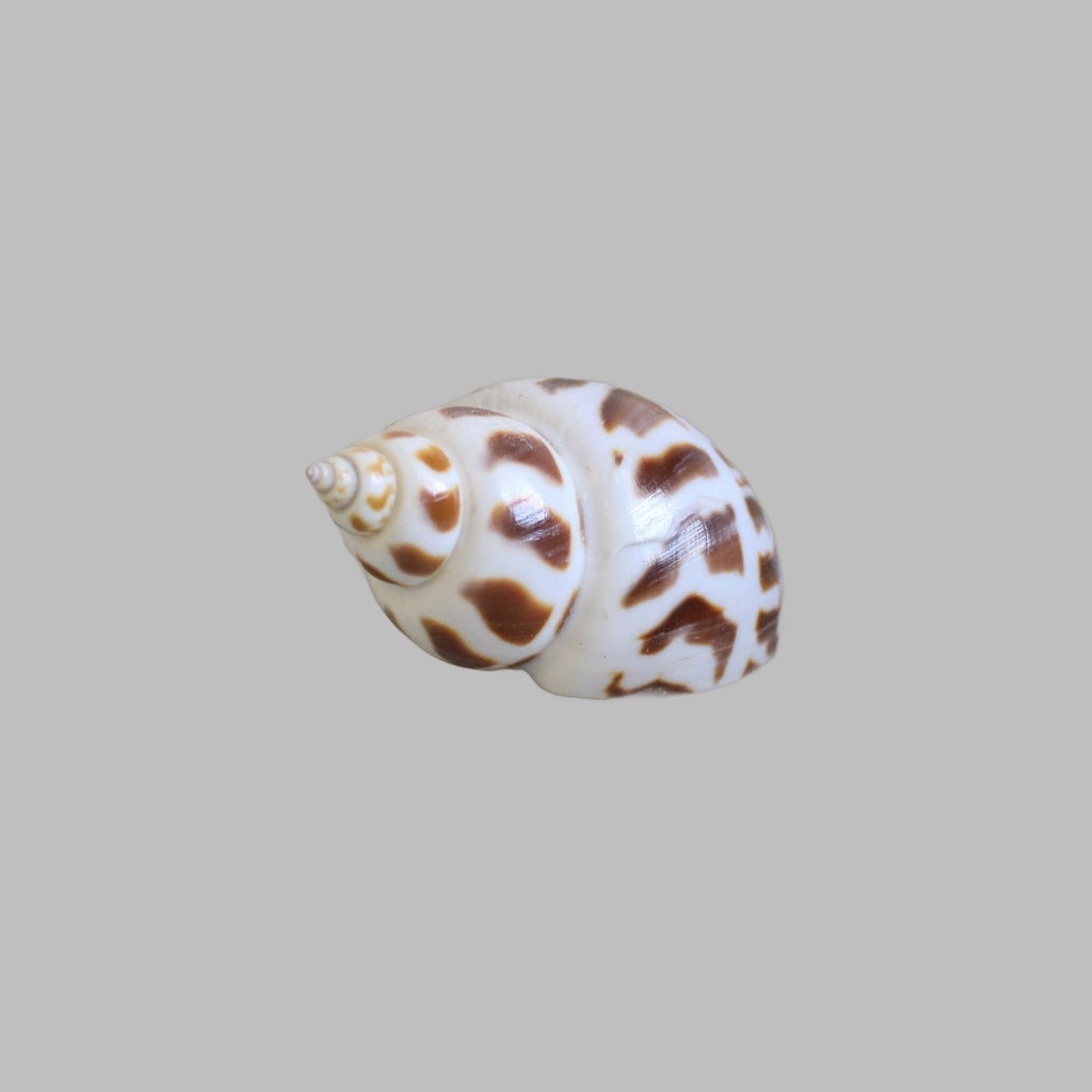 Polished Babylonia Aerolata Shell Shells