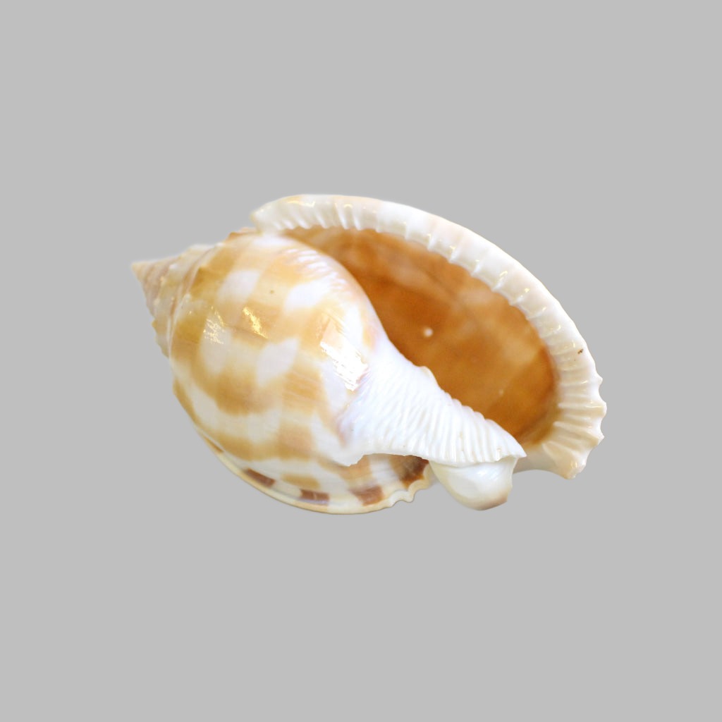 Polished Casis Bandatum Shell Shells