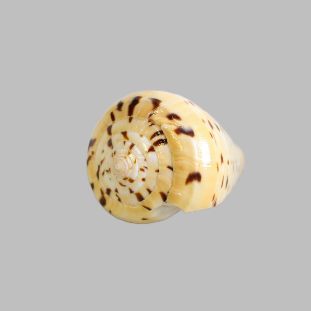 Polished Conus Betulinus Shells