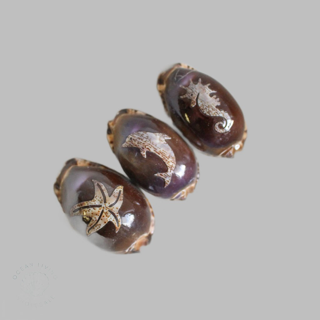 Polished Cyprea Arabica Carved Shells