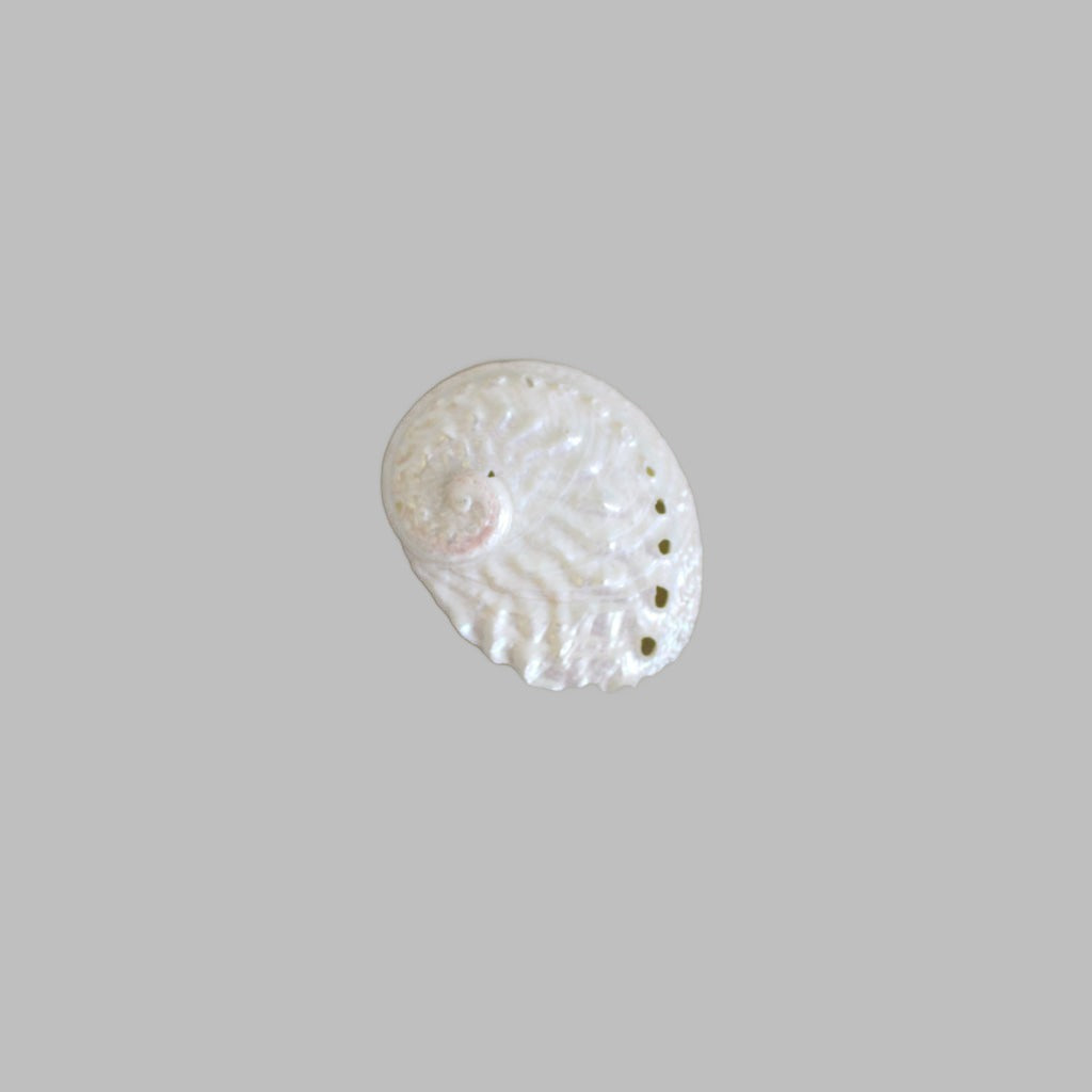 Polished Halliotis Ovina Pearl Shell Shells