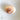 Polished Jumbo Land Snail Shells