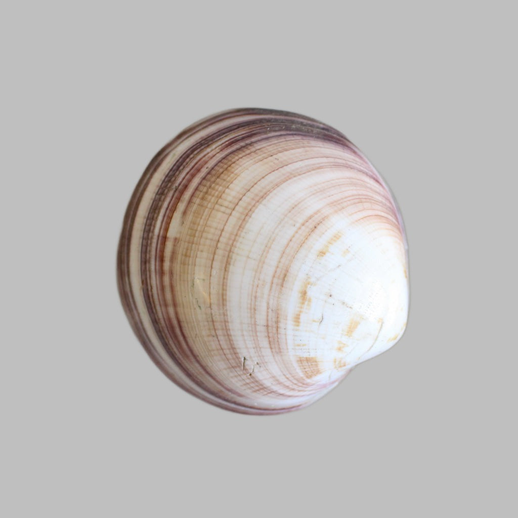 Polished Maxima Clam Large Shells