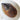 Polished Pen Shell 10-15Cm Shells