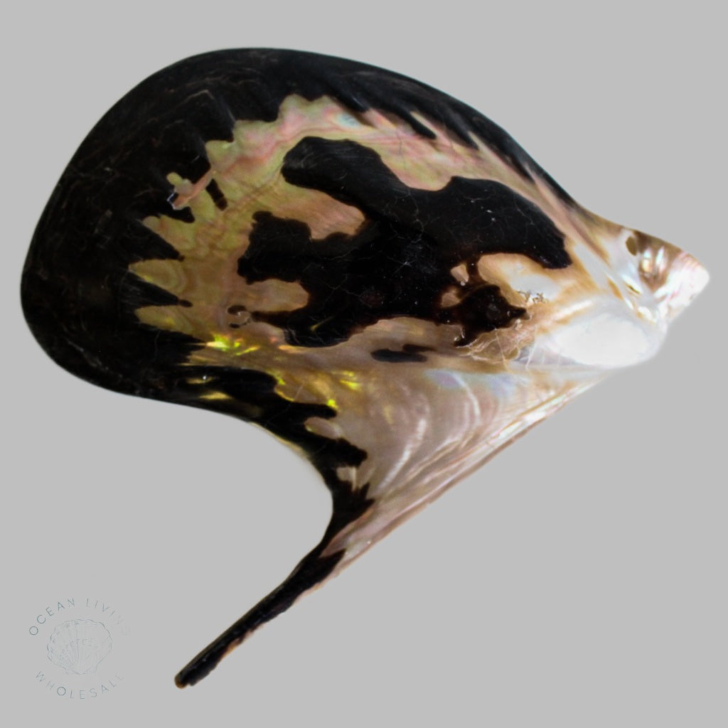 Polished Pteria Penguin Shell Pearlised Shells
