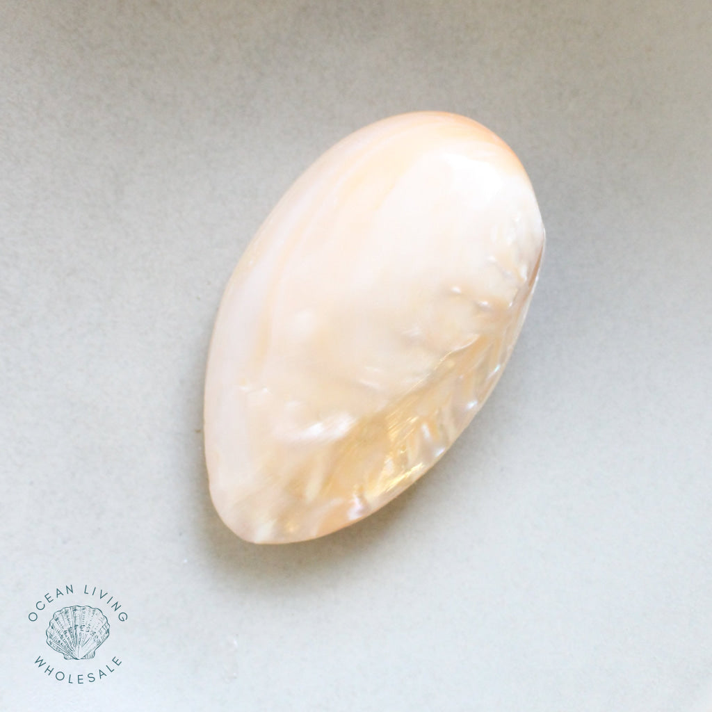 Polished River Shells Pearlized Pairs