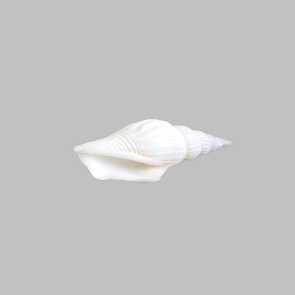 Polished Strombus Vittatus White Shells