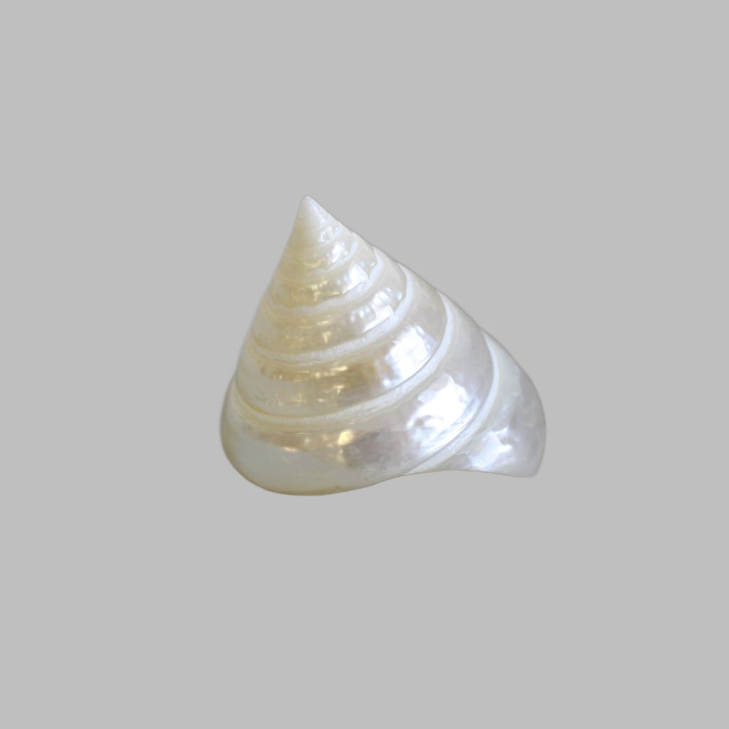 Polished Trocha Pearl Large Shells