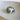 Polished Turbo Pethalates Banded Shells