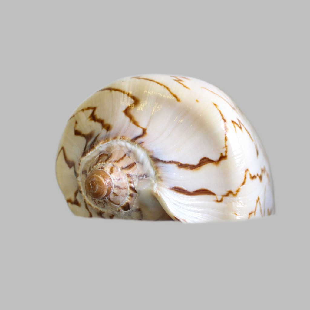 Polished Voluta Nobilius Shells
