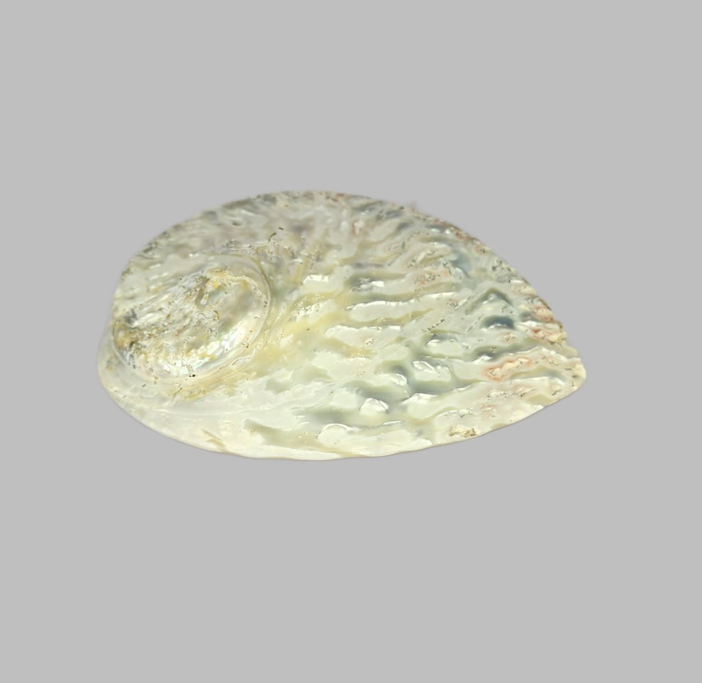 Polished White Abalone Shell 12-14Cm