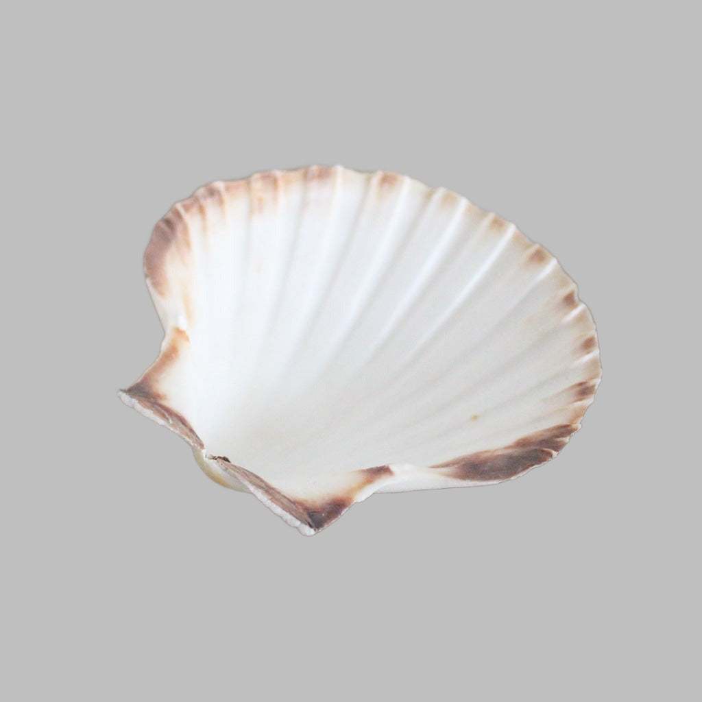 Scallop Deep 5 Natural Shell