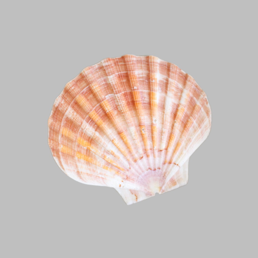 Scallop Flat 3.5-5 Natural Shell