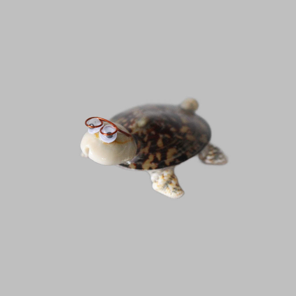 Single Layered Limpet Turtle