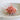 Natural Spondylis Regius Shell