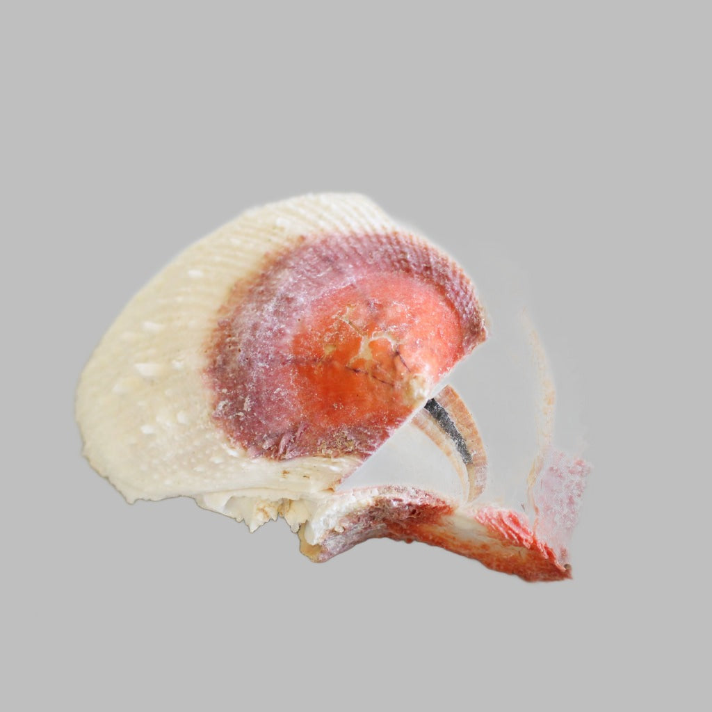 Spondylis Varians Natural Shell
