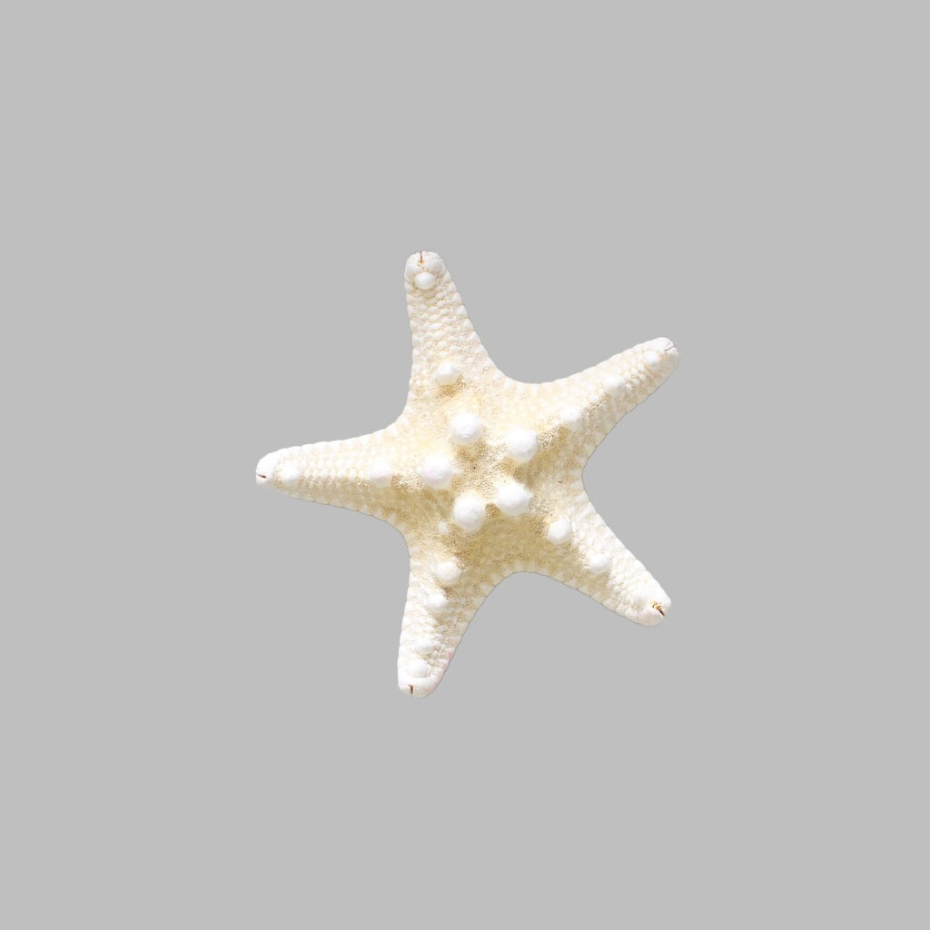 Starfish Horned Bleached White 3-4