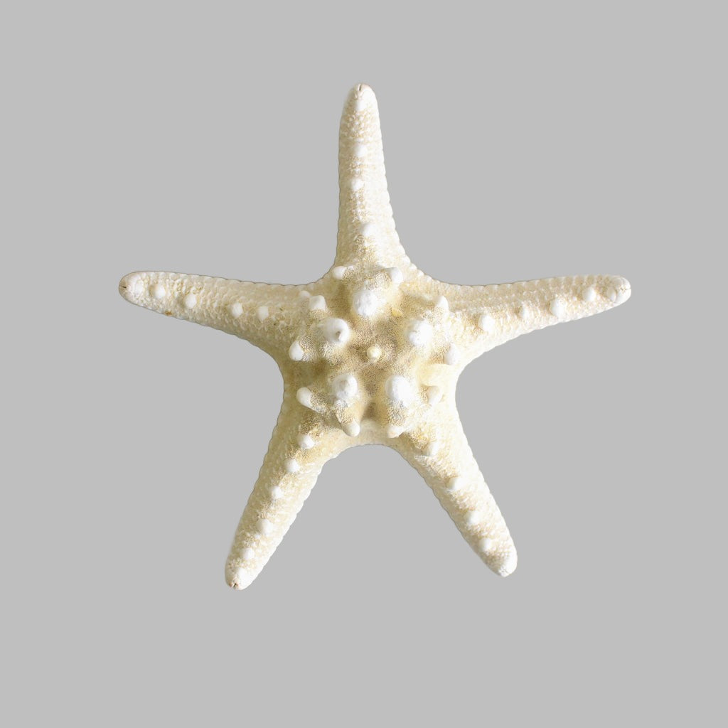 Starfish Horned Bleached White 6-8