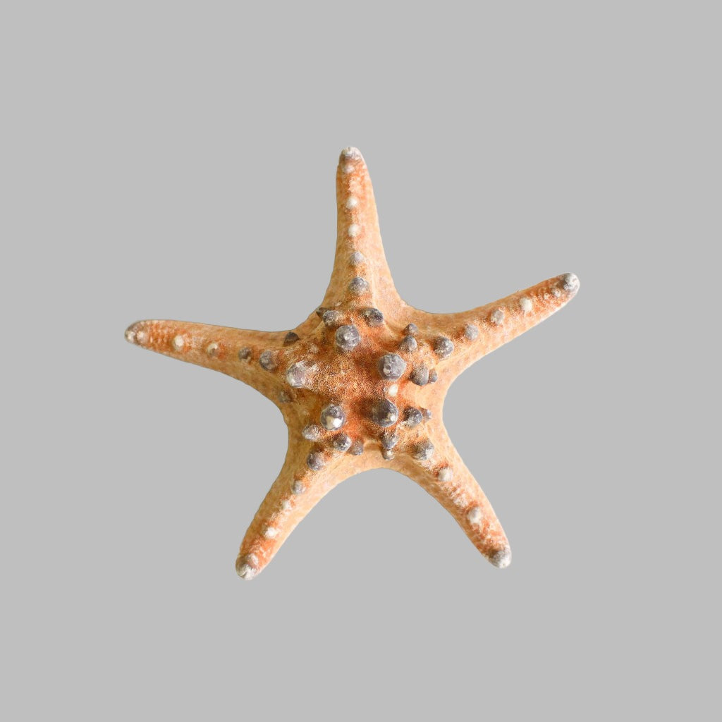 Starfish Horned Natural