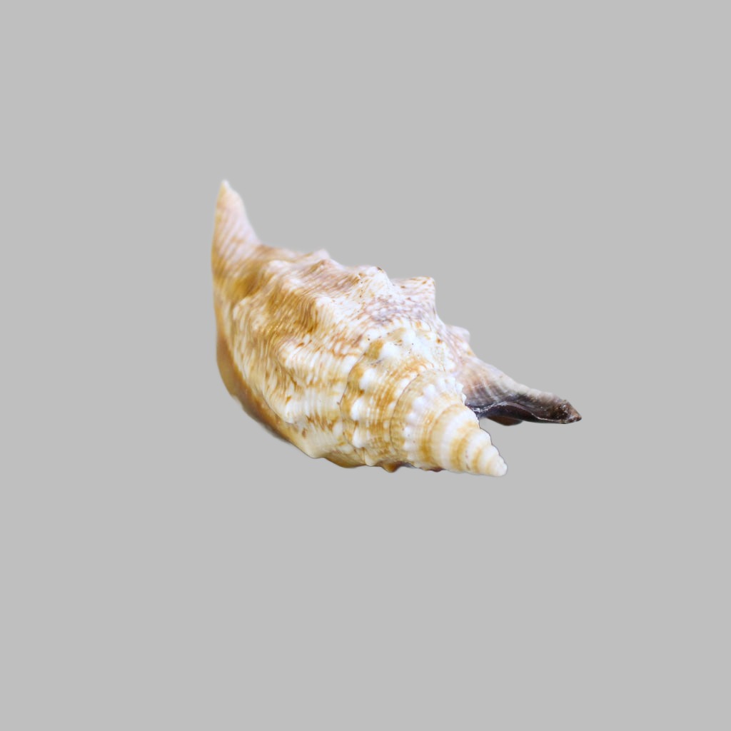 Natural Strombus Aratam Shell