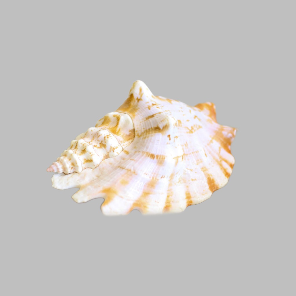 Natural Strombus Sinuatus Shell
