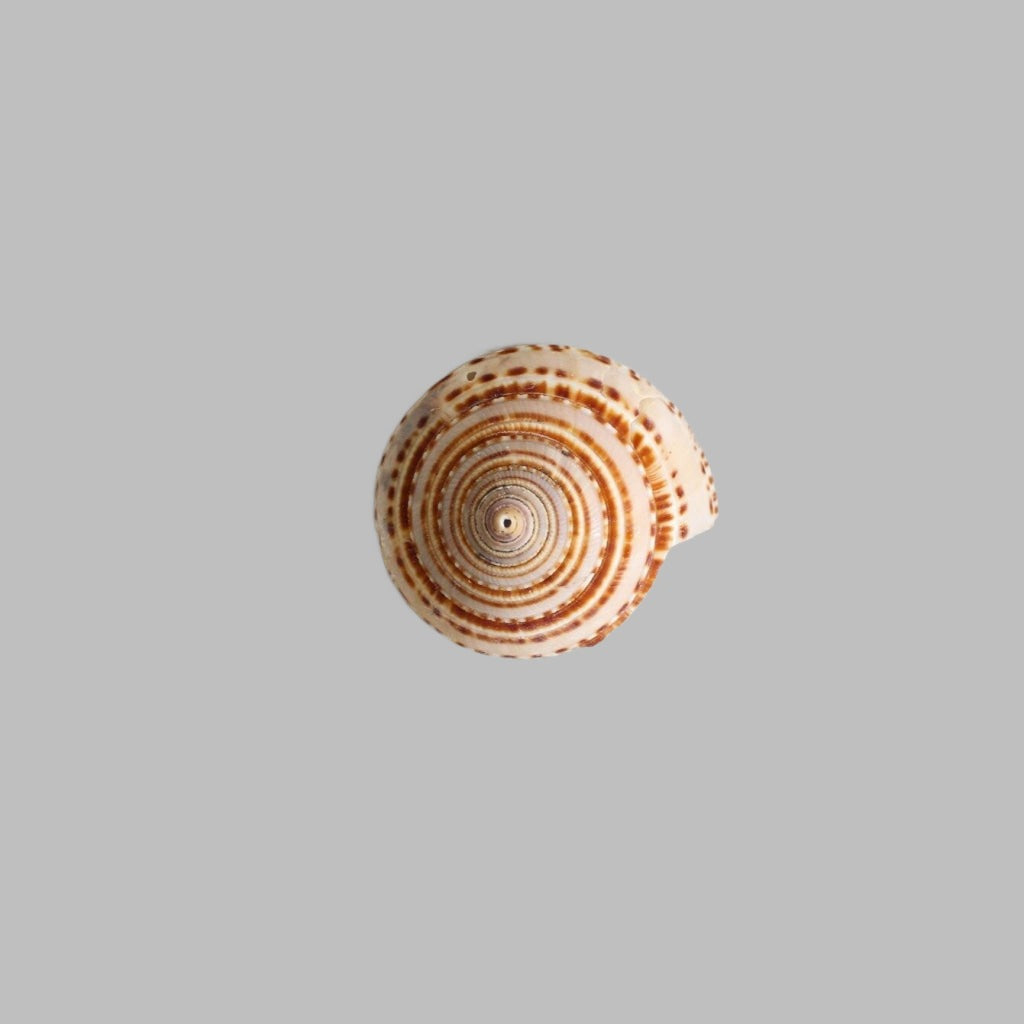 Sundial (Archetectonica Perspectiva) Natural Shell