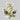 Three Voluta Owls