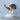 Tiger Cowrie Ostrich