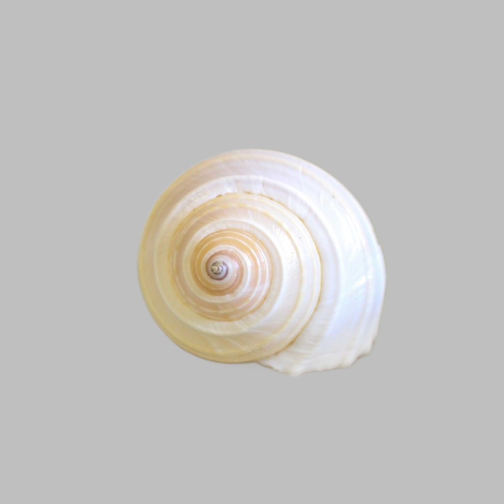 Natural Tonna Allium Shell