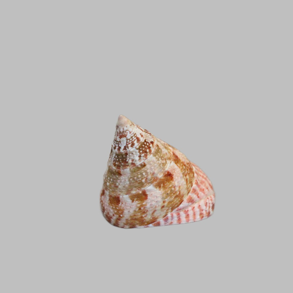Trocha Maculatus Pink 2 Natural Shell