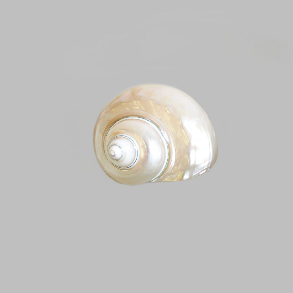 Turbo Burges Pearlized 3 Polished Shells