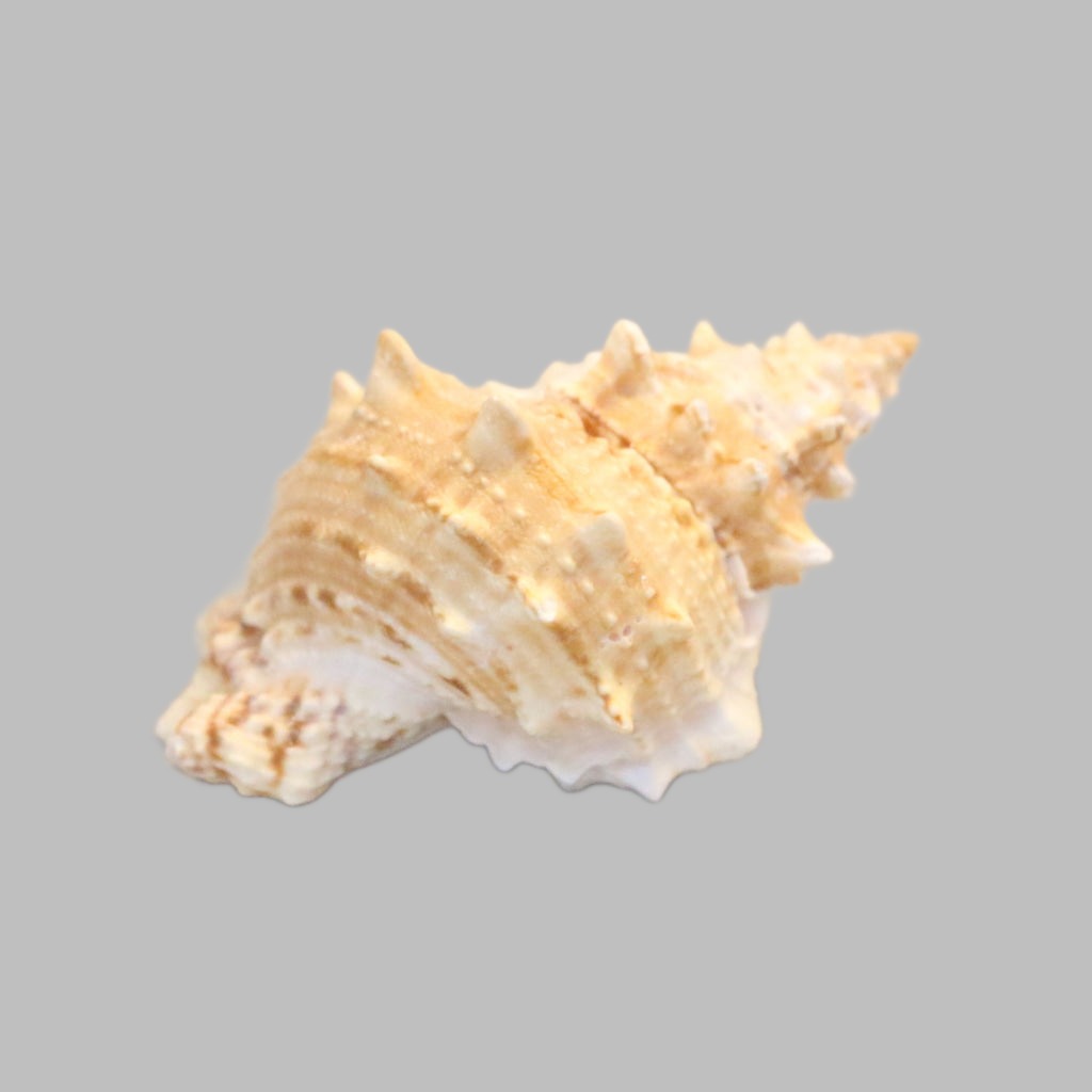 Tutufa Oyamai 7-9Cm Natural Shell
