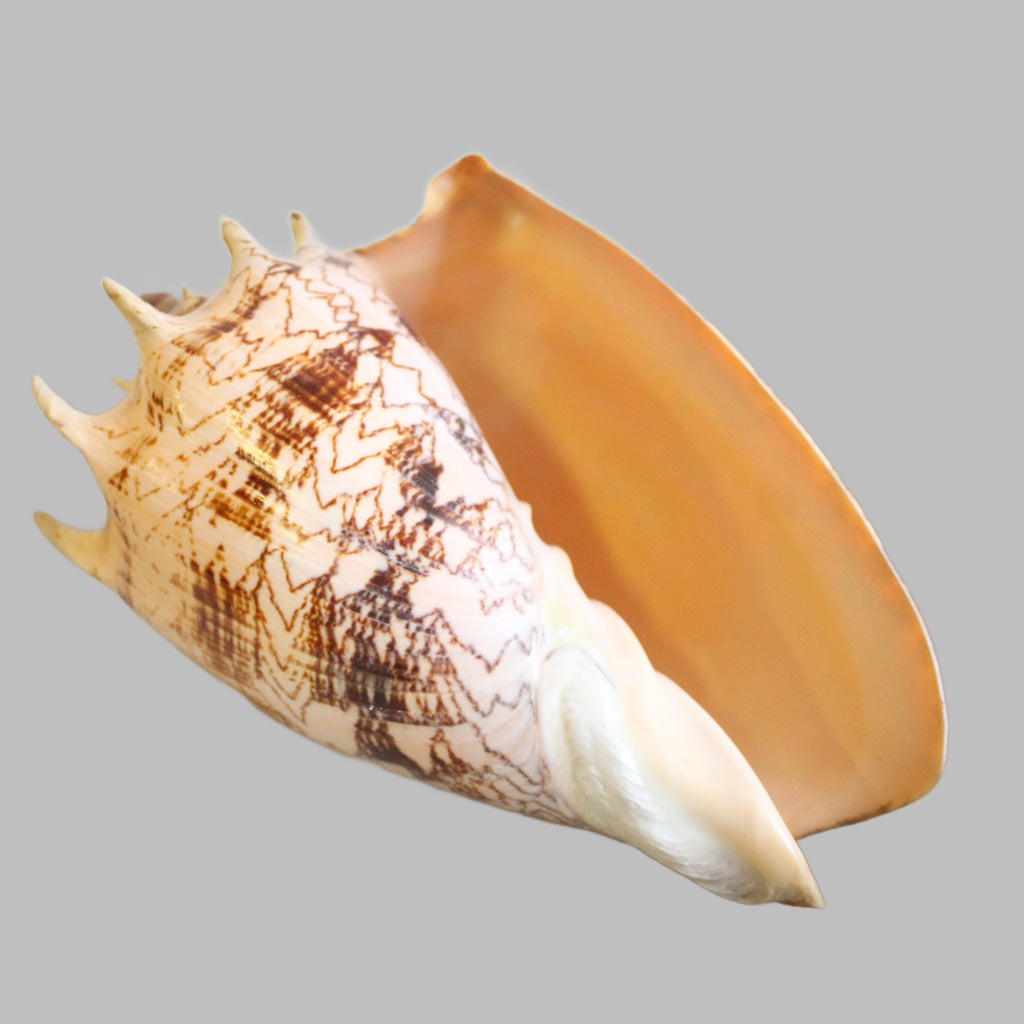 Voluta Imperialis 5 Natural Shell